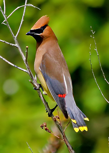 one cedar-waxwing