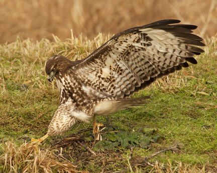 red tail descending