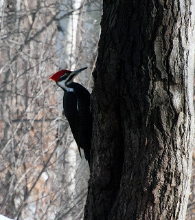 Pileated Woodpecker 2