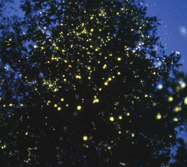 fireflies