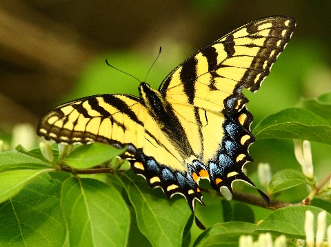 F - yellow swallowtail