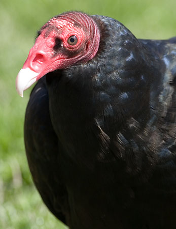 vulture, turkey