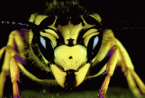 Yellow_Jackets_Mouth-Face_photo_