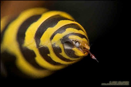 yellow-jacket-stinger