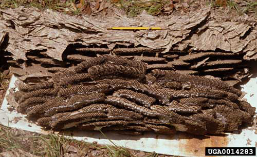 yellowjacket nest dug from ground