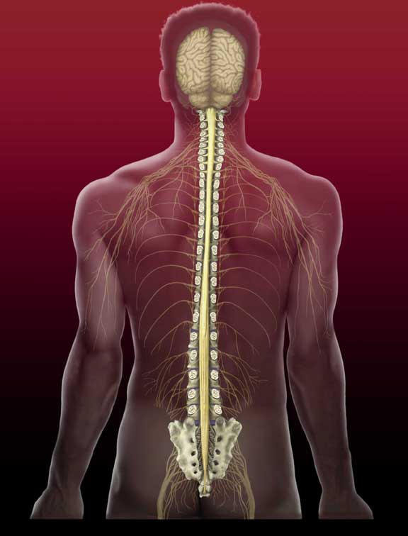 spine