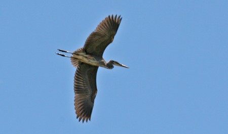 great blue heron