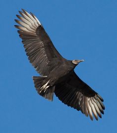 black vulture 1