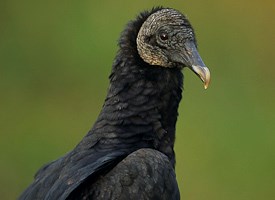 black vulture 2