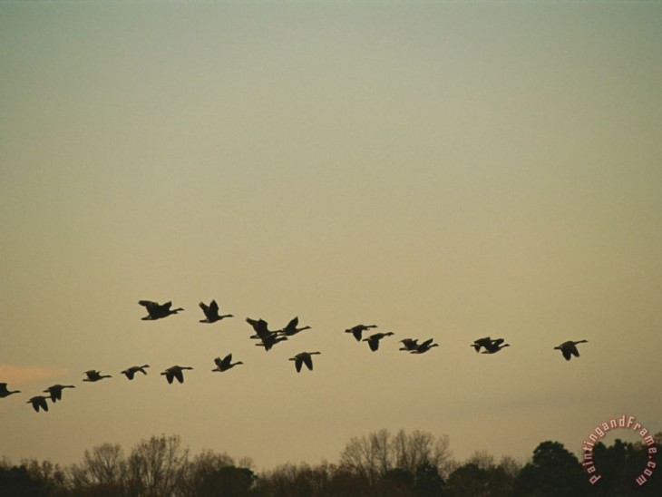 Silhouetted Canada Geese Flying in Formation at Twilight Painting by Raymond Gehman; Silhouetted Canada Geese Flying in Formation at Twilight Art Print for sale