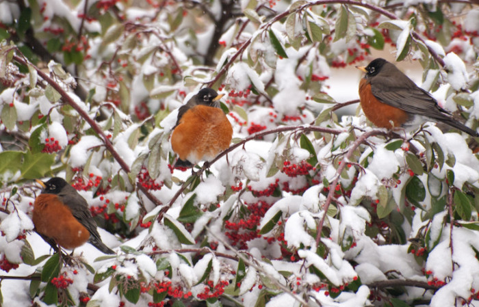 robins 2