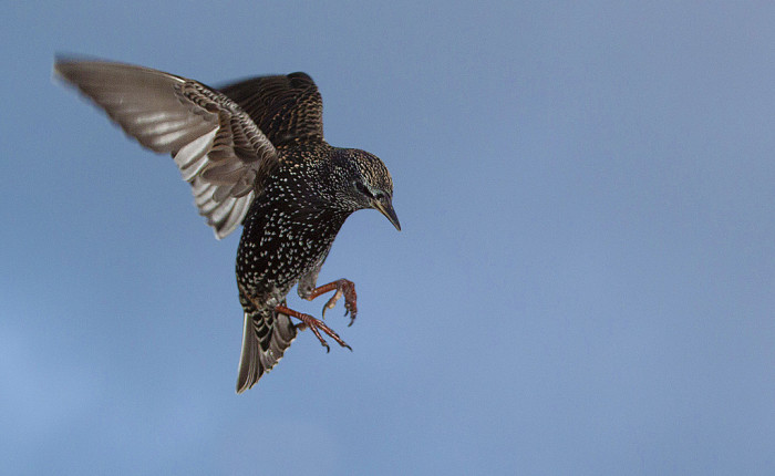 starling 1