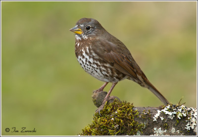 Fox-Sparrow-139