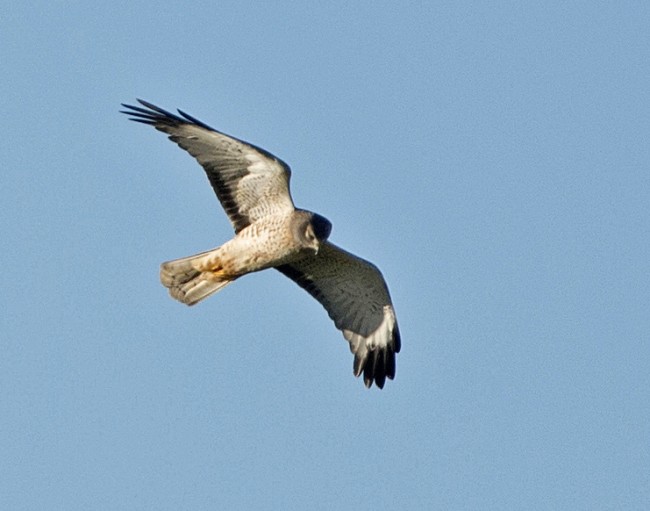 marsh hawk