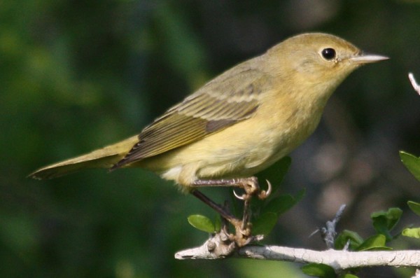 yellow warbler