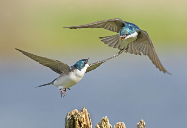 tree swallow