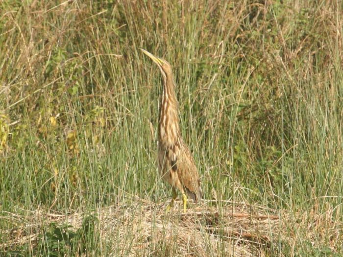 AmericanBittern 2