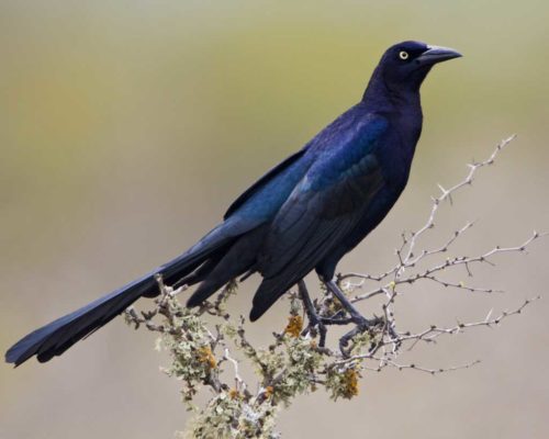 Great-tailed_Grackle_