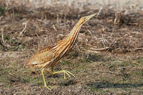 american bittern 1