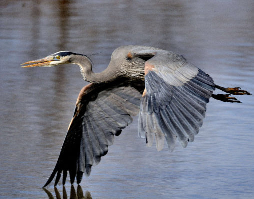 Great Blue Heron 2