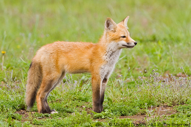 honey fox