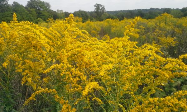 goldenrod-1